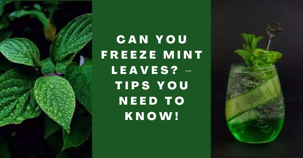 Can You Freeze Mint Leaves_ – Tips You Need to Know!